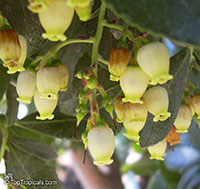 Arbutus unedo, Strawberry Tree

Click to see full-size image
