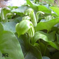 Arisarum vulgare, Friar's Cowl

Click to see full-size image