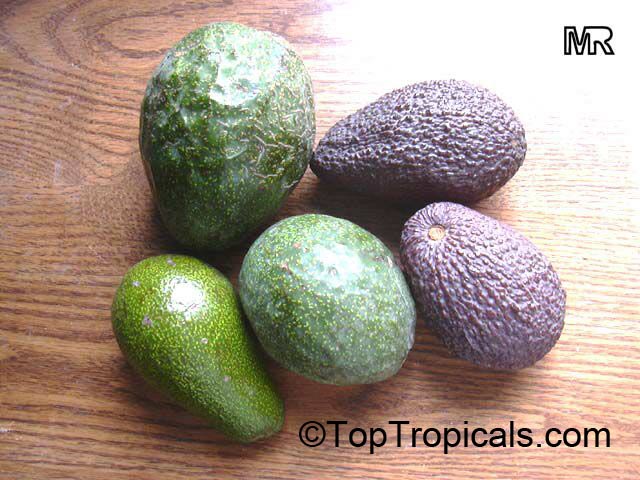 Avocado fruit varieties on a plate