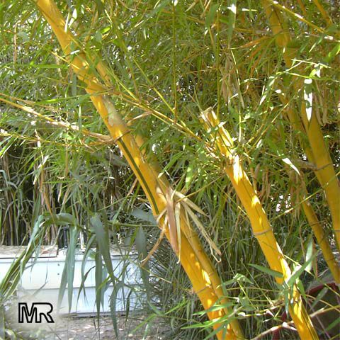 Bambusa sp., Common bamboo. Bambusa vulgaris