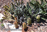 Banksia petiolaris, Banksia

Click to see full-size image
