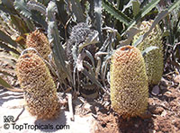Banksia petiolaris, Banksia

Click to see full-size image