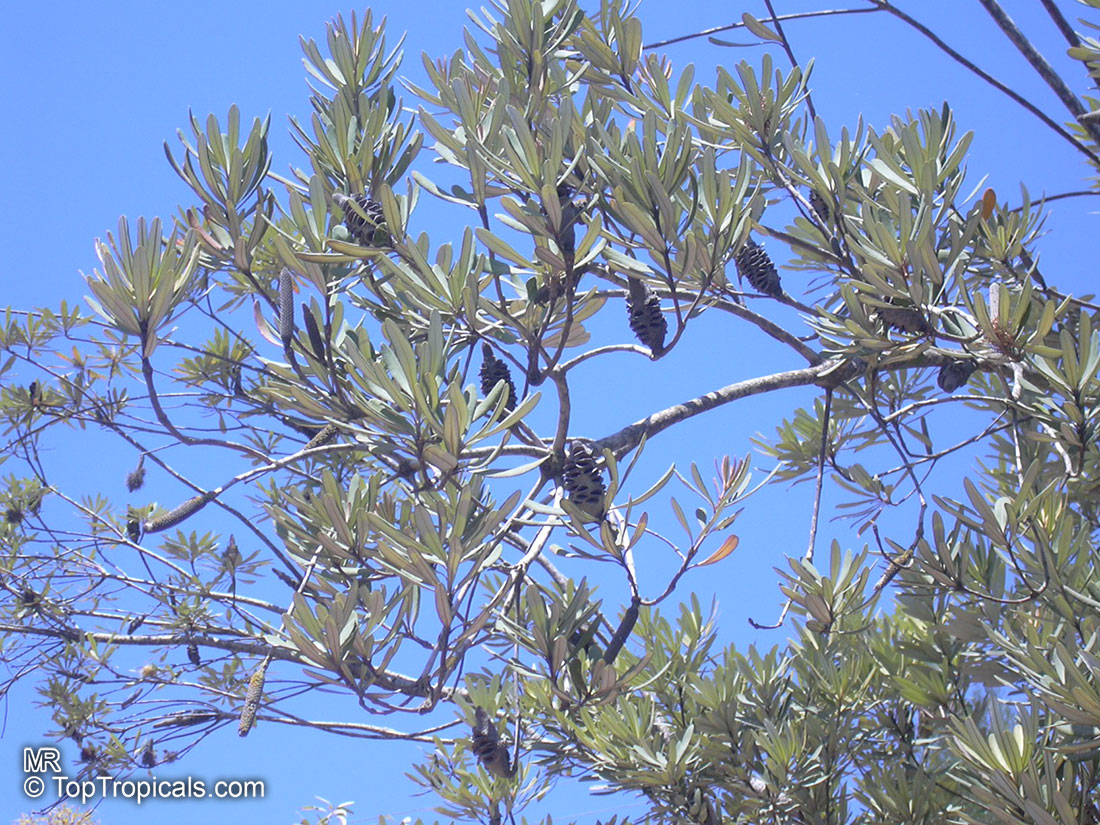 Banksia integrifolia, Coast Banksia, Coast Honeysuckle. Mature tree