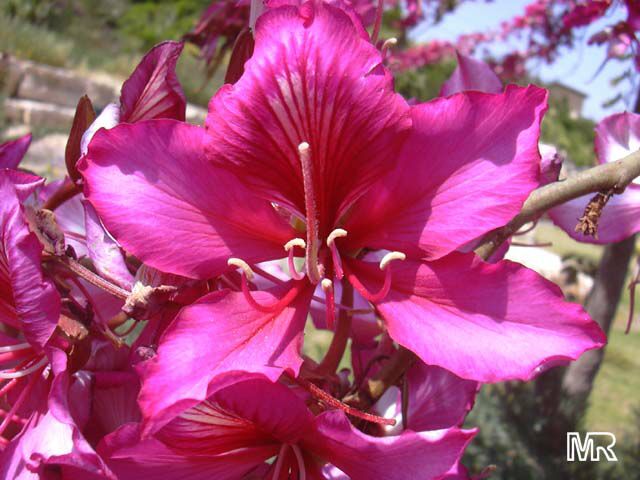 5 Seeds Of Bauhinia Alba Mountain Ebony Fragrant Flowering White Orchid Tree Yard Garden Outdoor Living Home Garden