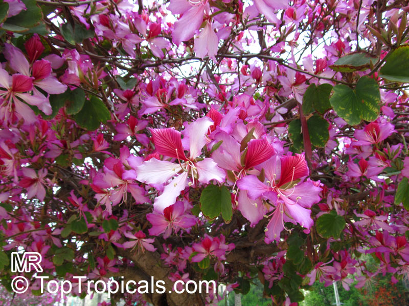 Bauhinia purpurea flowers