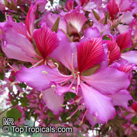 Bauhinia variegata purple - Orchid Tree

Click to see full-size image