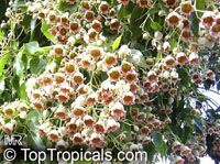 Brachychiton populneus (Брахихитон разнолистный) - растение