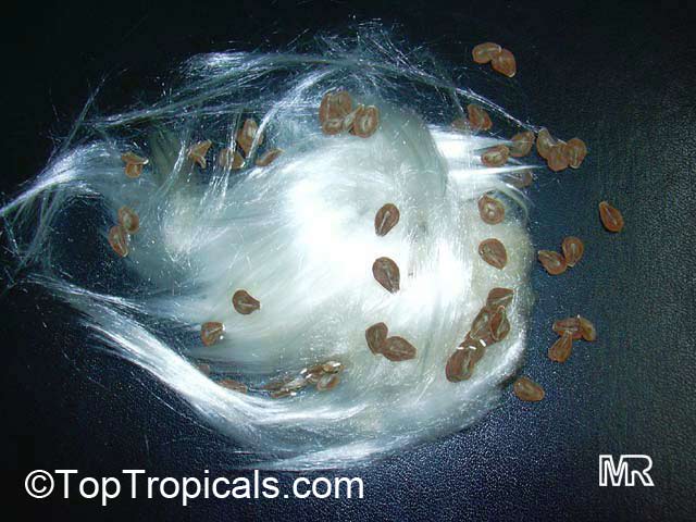 Calotropis procera, Swallow-Wort, Sedom Apple, Dead Sea Apple. seeds & silky hairs