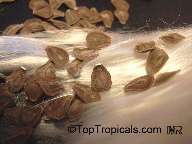 Calotropis procera, Swallow-Wort, Sedom Apple, Dead Sea Apple. seeds & silky hairs