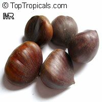 Castanea sativa, Spanish Chestnut, European Chestnut, Sweet Chestnut

Click to see full-size image