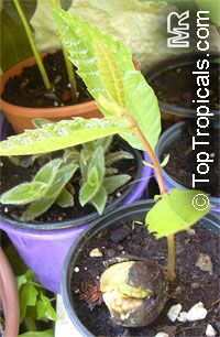 Castanea sativa, Spanish Chestnut, European Chestnut, Sweet Chestnut

Click to see full-size image