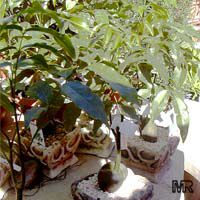 Castanospermum australe, Black Bean, Moreton Bay Chestnut

Click to see full-size image