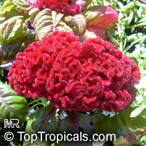 Celosia argentea, Cockscomb, Feathered Amaranth, Woolflower, Red Fox