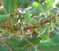 Ceratonia siliqua, Carob, Algarroba, St. John&apos;s Bread, Locust Bean, Chocolate Tree. Pistilate ( female ) flowers