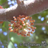 Ceratonia siliqua (Рожковое дерево 3х летка) - растение
