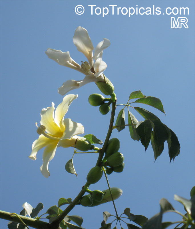 Ceiba insignis, Chorisia insignis, White Floss Silk Tree, Drunken Tree
