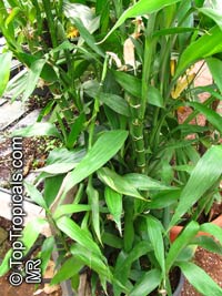 Dracaena sanderiana, Lucky Bamboo, Curly Bamboo, Chinese Water Bamboo

Click to see full-size image