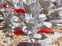 Eremophila sp., Emu bush. Eremophila glabra