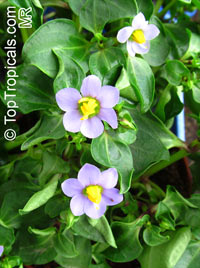 Exacum affine, Persian Violet

Click to see full-size image