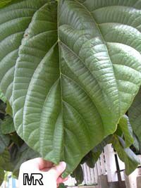 Ficus auriculata, Ficus roxburghii, Elephant ear fig tree, Giant Indian Fig

Click to see full-size image