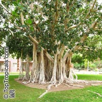 Ficus bengalensis, Ficus indica, Banyan Tree

Click to see full-size image