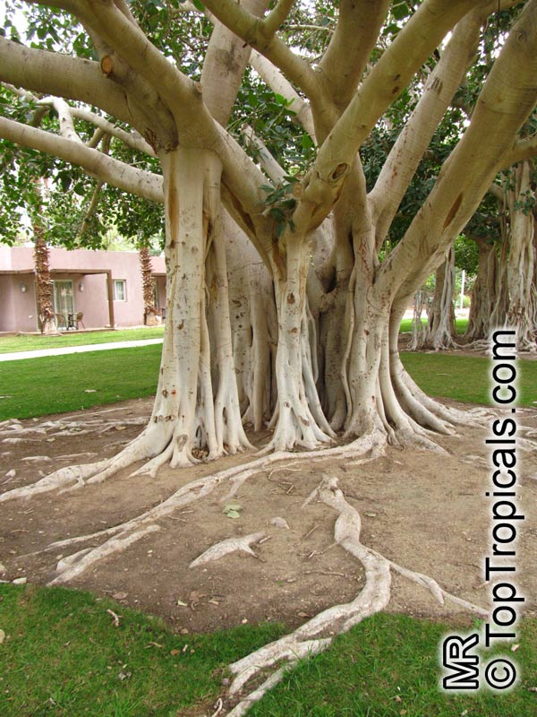Ficus bengalensis, Ficus indica, Banyan Tree