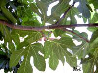 Ficus carica, Fig Tree, Brevo