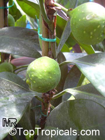 Ficus macrophylla, Ficus macrocarpa, Ficus magnolioides, Moreton Bay Fig