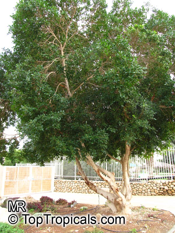 Ficus microcarpa, Ficus nitida, Ficus retusa, Chinese banyan, Indian Laurel