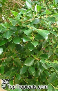 Ficus microcarpa, Ficus nitida, Ficus retusa, Chinese banyan, Indian Laurel

Click to see full-size image
