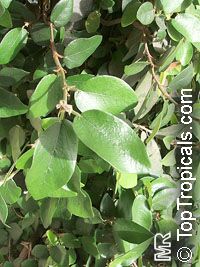 Ficus pumila, Ficus repens, Climbing Fig, Creeping Fig

Click to see full-size image