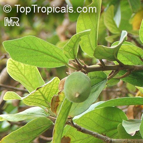 Ficus pumila, Ficus repens, Climbing Fig, Creeping Fig