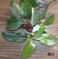 Ficus rubiginosa, Rusty-Leaf Fig, Port-Jackson Fig

Click to see full-size image