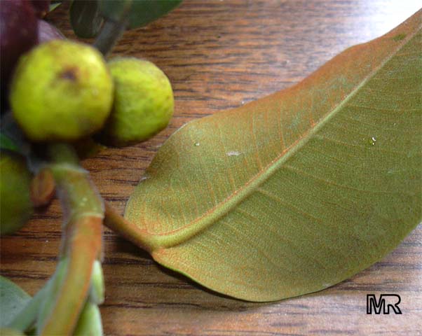 Ficus rubiginosa, Rusty-Leaf Fig, Port-Jackson Fig