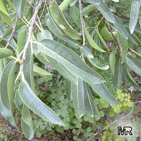 Ficus cordata salicifolia - seeds