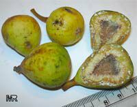 Ficus capensis, Sycomorus capensis, Broom Cluster fig, Bush fig, cape fig, Fire sticks, Kooman, Wild fig