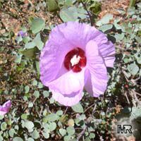 Gossypium sturtianum, Sturt's Desert Rose

Click to see full-size image