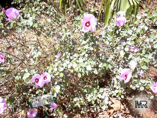 Gossypium sturtianum, Sturt's Desert Rose