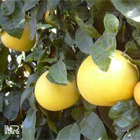Citrus paradisi, Grapefruit

Click to see full-size image