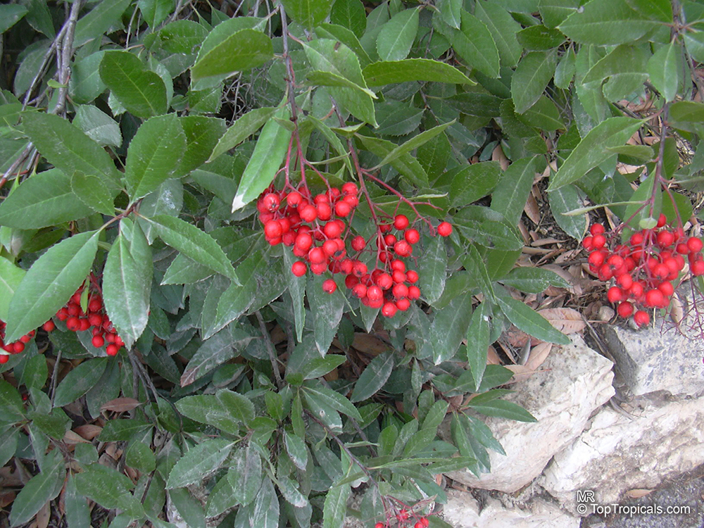 Heteromeles arbutifolia, Toyon, California-holly, Christmasberry