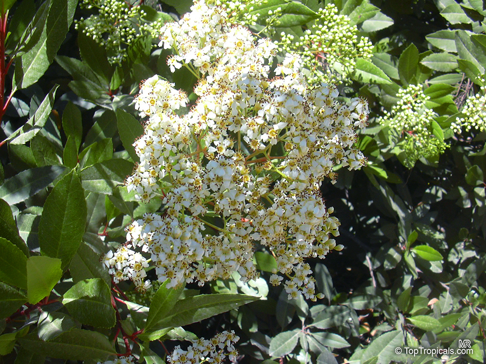 Heteromeles arbutifolia, Toyon, California-holly, Christmasberry