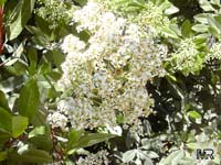 Heteromeles arbutifolia, Toyon, California-holly, Christmasberry

Click to see full-size image