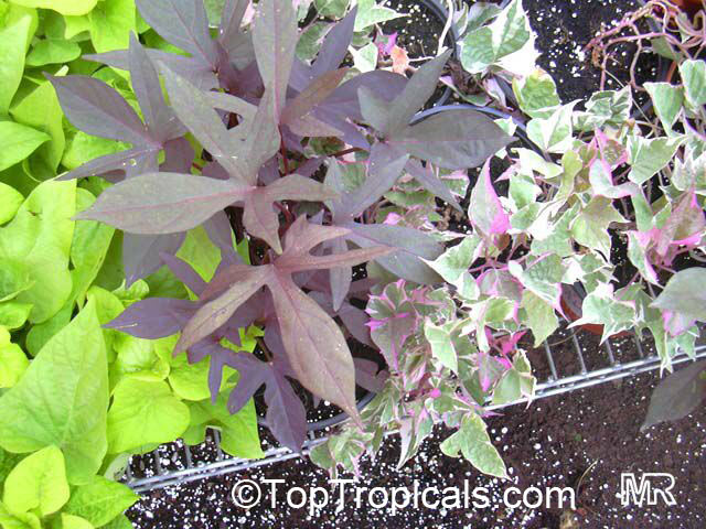 http://toptropicals.com/pics/garden/m1/raznozw/ip_batata7669.jpg