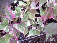 Ipomoea batatas Pink Frost, Potato Vine Pink Frost

Click to see full-size image