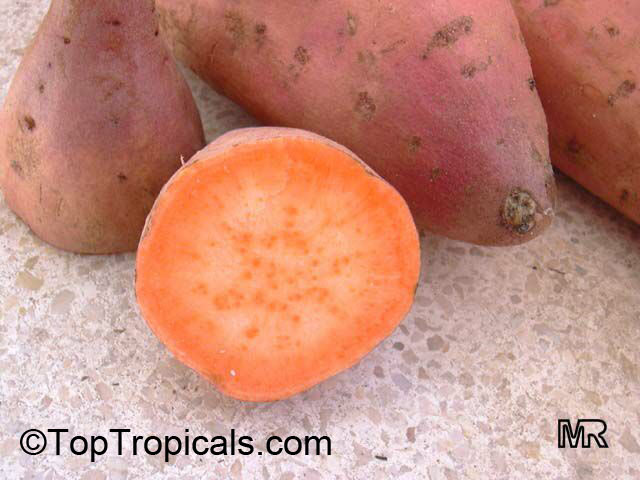 Sweet Potatoes - Ipomoea batatas