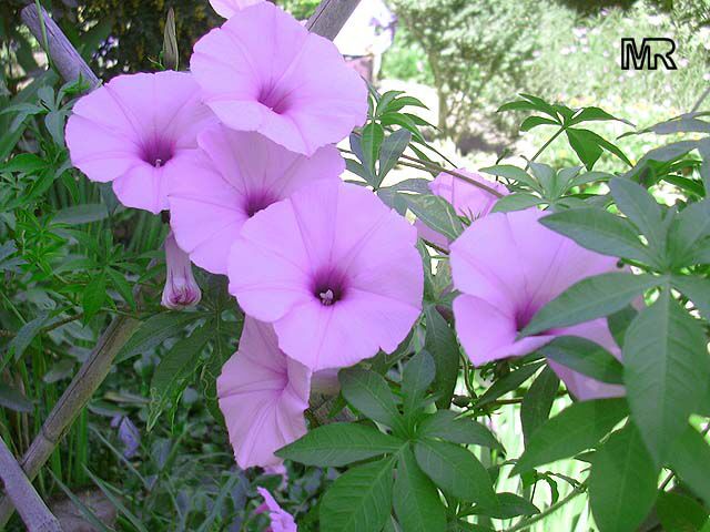 Ipomoea cairica - Railway Creeper