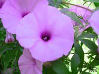 Ipomoea cairica, Cairo Morning glory, Railroad-creeper, Mile-a-minute

Click to see full-size image