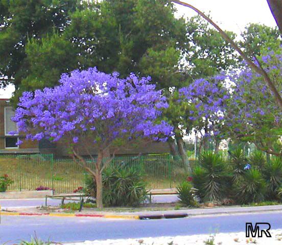 Jacaranda mimosifolia - TopTropicals.com