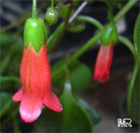 Kalanchoe uniflora, Kalanchoe ambrensis, Bryophyllum uniflorum, Kalanchoe

Click to see full-size image