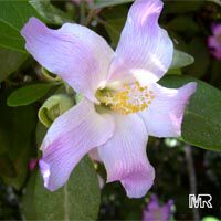 Lagunaria patersonia, Hibiscus patersonia, Laguna squamea, Primrose Tree, Cow Itch Tree

Click to see full-size image